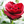 RedRose