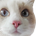Sho Nitta