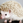 rakuda