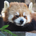 シンネル