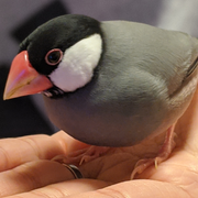MiyamotoTatsuya