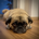 saki_qa