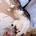 モフ猫