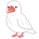 シルバー文鳥