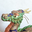 sasaki_dragon20