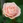 bloomtherose