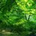 roxy_lazaruse