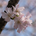 hako_223