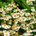 Chamomile_Tie