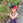 TaekoKodaira