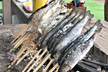 ニジマス釣り&BBQ(調査用)