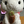 いわくら