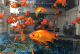 まちなか金魚生息地マップをつくろう！