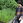 murakami-rikuya