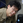 Genta_Chikyudo