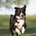 dog_repezen_pik