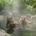 wildgeminicats