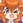 iodo_shiba
