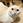 ねこぱんち