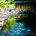 miyatast