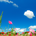 ほっけ