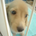 cyokodog