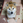 kaz
