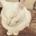 reongoing