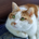 yamaneko55