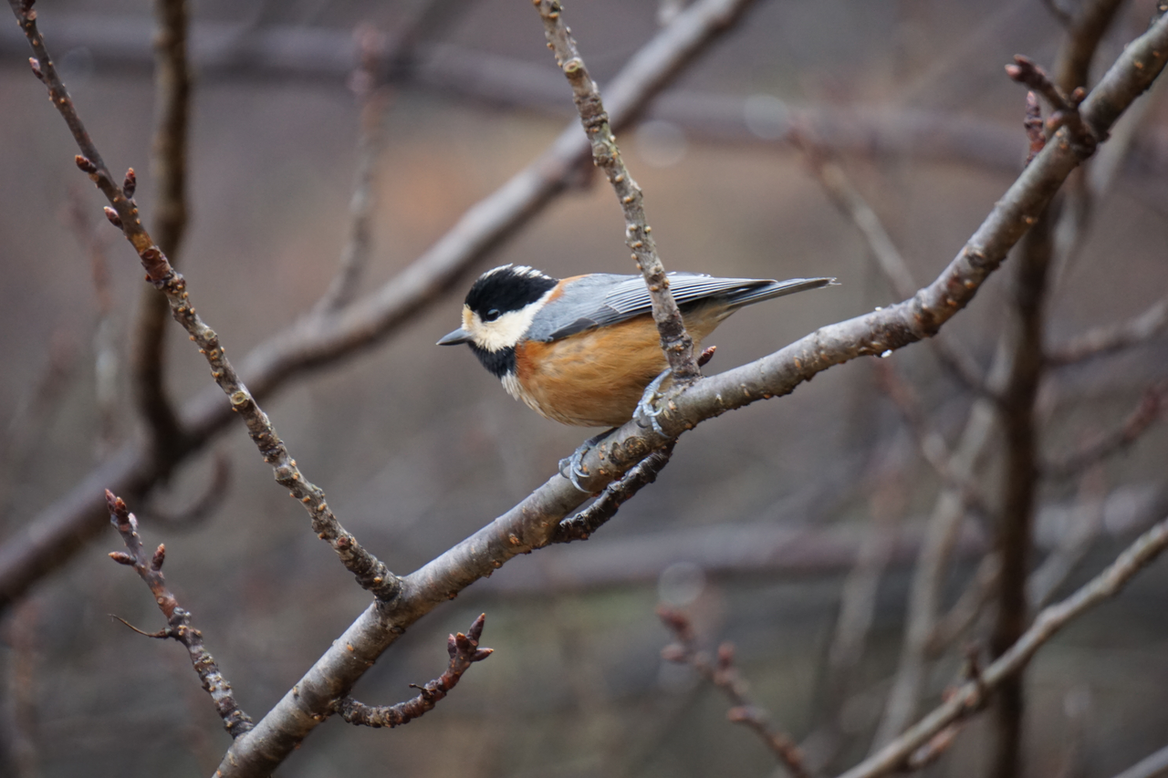 岐阜AI勉強会 第八回 2025/10/5