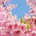 riixlikey
