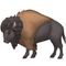 bison