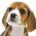 mr_beagle