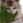 道草