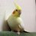 yo_tweet