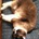 snowcat_mofmof