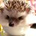 ウニガヲ