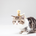 angelcats