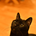 0nekocat0
