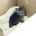 ねこ