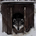 SASA