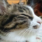 Fumi