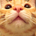 2cat2