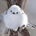 Akio