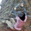 sekine_satoshi