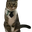 あきふみ