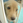 cyokodog