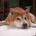 Kaz