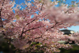 はとちゃんと川越のお花見マッピングパーティ2026