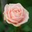 bloomtherose
